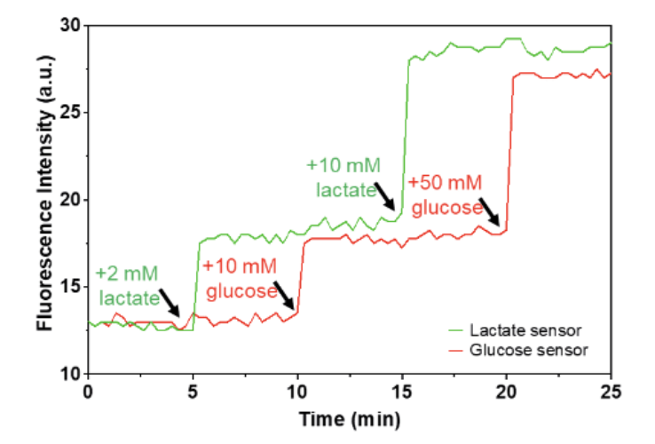 DNA aptamer biosensors for lactate detection
