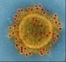 New vacine against MERS-CoV based on RNA replicons