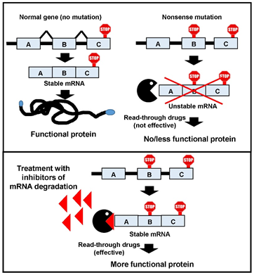 A Novel Target for Treatment of Rare Genetic Diseases Caused by Nonsense Mutations