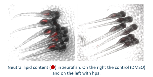 Hydroxypheophorbide compounds as lipid-reducing agents