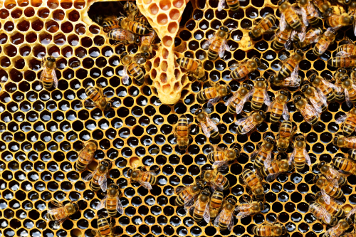 Polymer capable of extracting aromatic alcohols from honey
