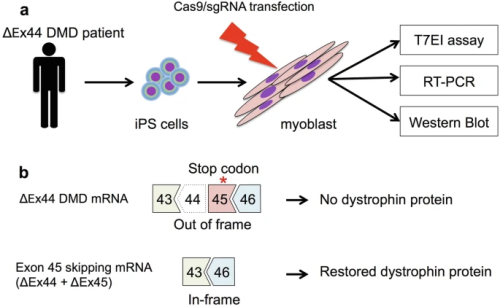 Exon skipping by CRISPR-Cas9 editing for Duchenne muscular dystrophy