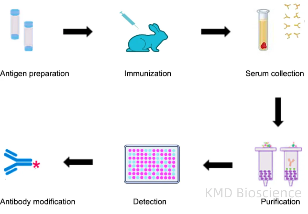 KMD Bioscience-Antibody Generation Techniques: Polyclonal vs. Monoclonal